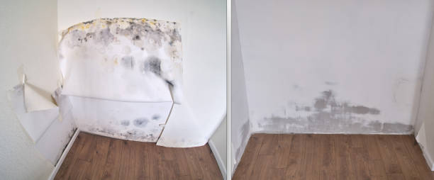 Trusted Kachina Village, AZ Mold Removal Experts